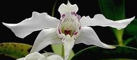 Dendrobium rhodostictum