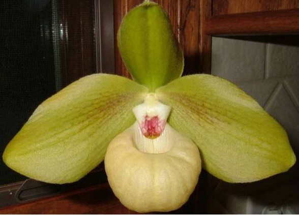 Paphiopedilum Mem. Larry Heuer