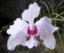 Papilionanthe vandarum