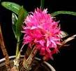 Dendrobium tannii