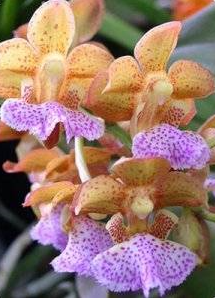 Aerides flabellata (Vanda flabellata)