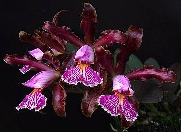 Cattleya schilleriana