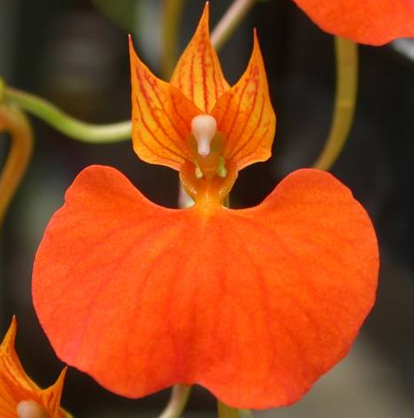 Comparettia speciosa