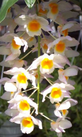 Dendrobium farmeri - navázána