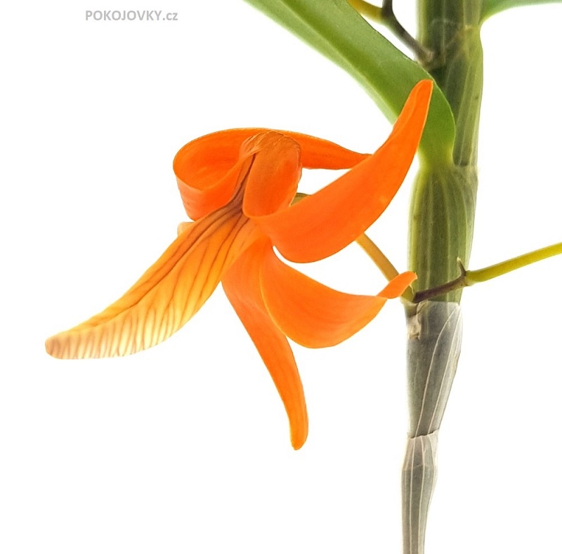 Dendrobium unicum 