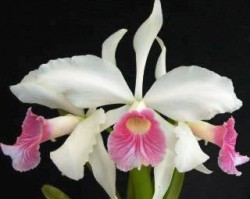 Laelia purpurata var. carnea (8)