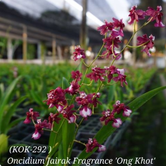 Oncidium Jairak Fragrance Ong Khot