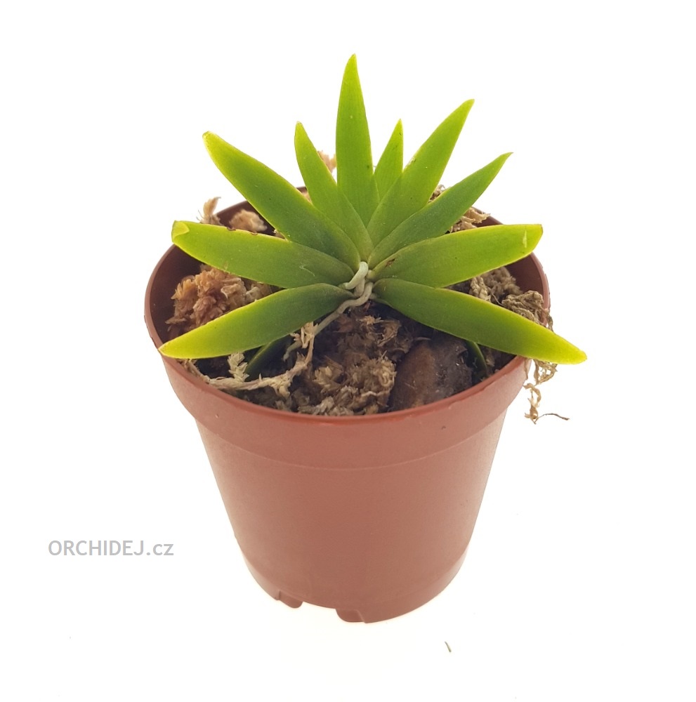 Psygmorchis (Oncidium, Erycina) pusilla - navázána