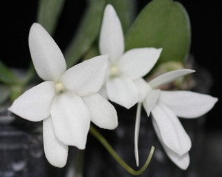 Aerangis fastuosa (5,5)