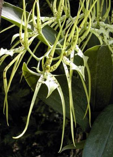 Brassia arcuigera