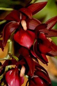 Cycnodes Wine Delight