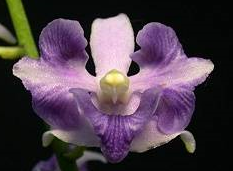 Doritis pulcherrima coerulea var. aquinii