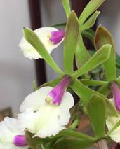 Encyclia cordigera x Epc. Rene Marquez