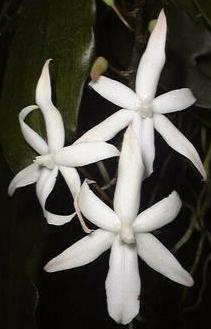 Aerangis biloba