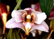 Bifrenaria harrisoniae