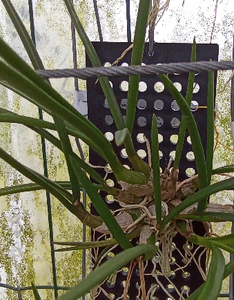 Dendrobium canaliculatum v. tattonianum - navázána