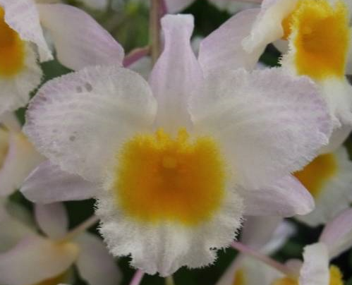 Dendrobium palpebrae (10)