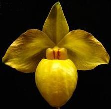 Paphiopedilum armeniacum (3)