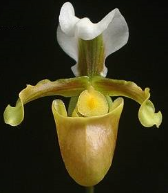 Paphiopedilum barbigerum (8)