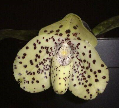 Paphiopedilum bellatulum (6)