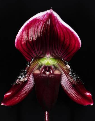 Paphiopedilum callosum Vinicolor (8)