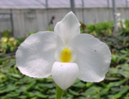 Paphiopedilum delenatii var. alba (8)