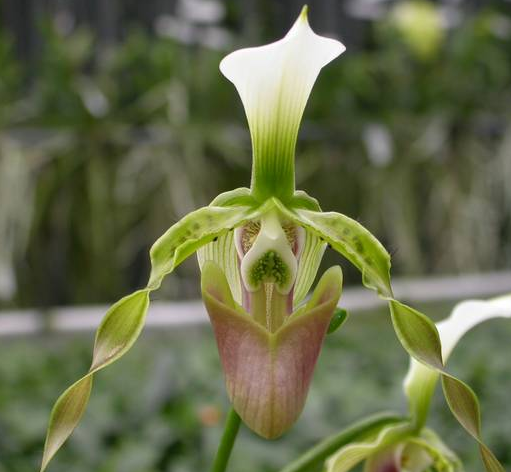 Paphiopedilum dianthum 