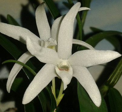 Aerangis mystacidii 
