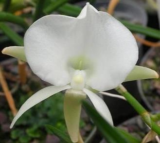 Angraecum scottianum - navázána