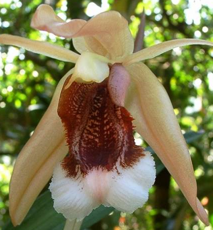Coelogyne speciosa (5,5)