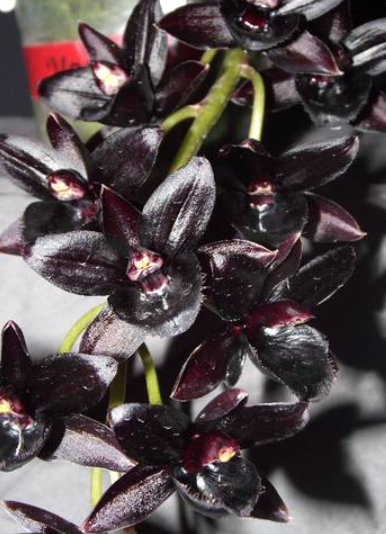 Fredclarkeara After Dark SVO Black Pearl FCC/AOS (3)