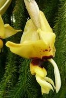 Stanhopea novogaliciana