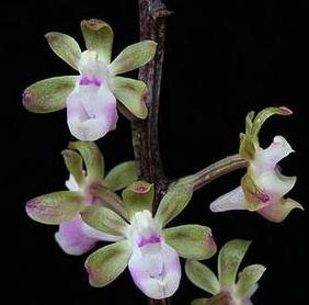 Cleisostoma crochetii