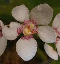Sarcochilus hartmanii