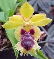 Haraella retrocalla
