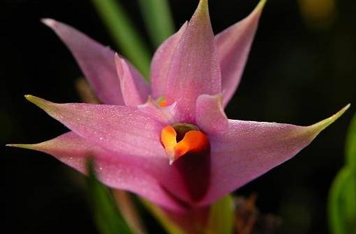 Dendrobium violaceum