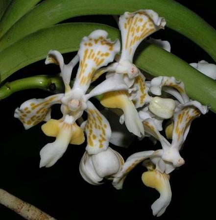 Vanda tricolor alba