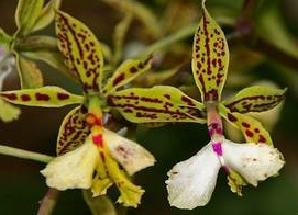 Epidendrum stamfordianum