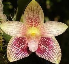Bulbophyllum facetum 