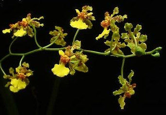 Trichocentrum cebolleta (Oncidium cebolleta)