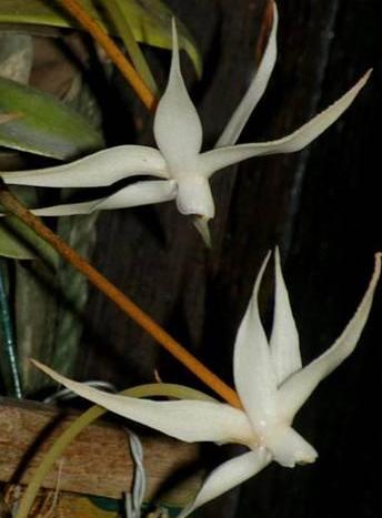Aerangis brachycarpa