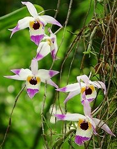 Dendrobium falconeri 