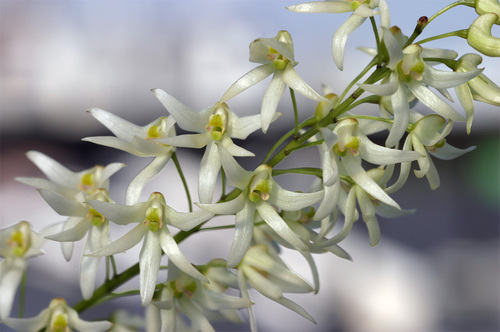 Dendrobium nugentii
