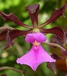 Encyclia cordigera