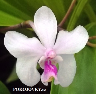 Holcoglossum amesianum - navázána