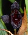 Maxillaria (Brasiliorchis) schunkeana