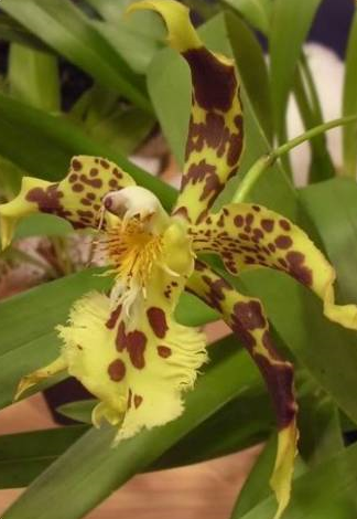 Odontoglossum hallii