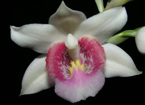 Gastrorchis Georges Fleurie (Phaius schlechteri x pulcher alba)