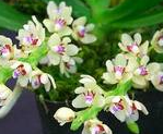 Tuberolabium quisumbingii