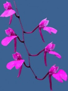 Comparettia falcata - navázána